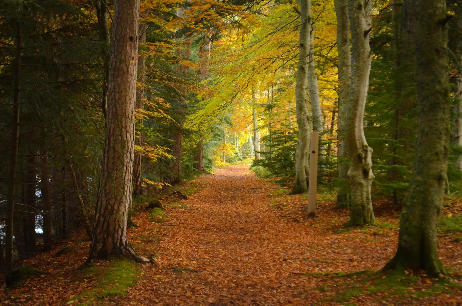 Soft morning daylight on a quiet walking path with trees